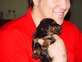 Gordon Setter puppies at 21 days old a video tribute Gordon Setter puppies at 21 days old a video tribute