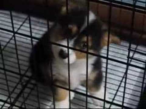 corgi,,