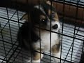 the corgi is singing