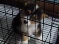 the corgi is singing