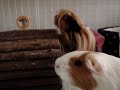 Ode to Pigs - Symphony no.9