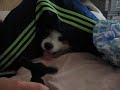 my dog