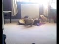 Bella and Lucy lu