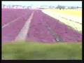 A trip through the wonderful world of flowers