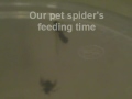 Spider bites his prey