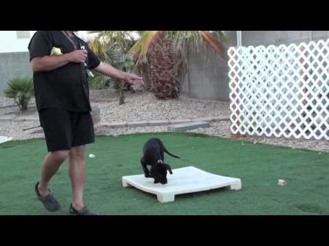 Remote Collar Conditioning Labrador Retriever (Part 1)