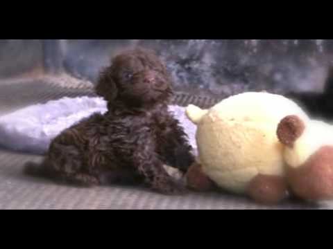 cockapoo