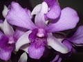 ORQUIDEAS