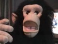 stinky-the-chimp-sings-brick-house.html