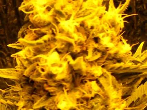 how to grow with a 400 watt hps