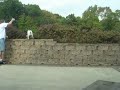 Dog Leaping