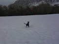 Pepper Playing Frisbee
