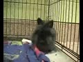 Adopt a Bunny \"Smokey and Bandit\" MSPCA Springfield Adopt a Bunny \"Smokey and Bandit\" MSPCA Springfield