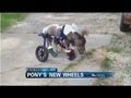 WEBCAST: Pony Gets New Wheels - YouTube