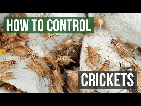 how to control crickets