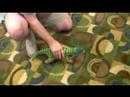 Steve Playing with Pleo