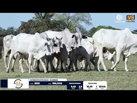 2� DE OLHO NA FAZENDA NELORE SESMARIAS
