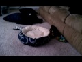 http://www.ksinternet.com/MFQE ***My dog"Snicker" has gone wild!!!