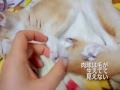フェネックMovie8.熟睡