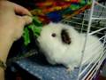 videos de Rosette eating and relaxing.