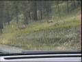 MULE DEER BUCK & DOE BELOW BATES, OREGON -  ON THE MIDDLE FORK OF THE JOHN DAY RIVER