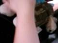 Brother Kissing Webkinz