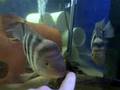 Breeding pair Amphilophus sp. 'Red Isletas'