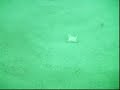 underwater scuba video (part 1)