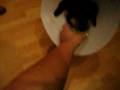 videos de Jager plays with ball