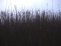 Black Bird Chorus at Dawn (South Carolina, 2007)