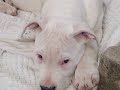 le petit kiss cool (dogo, dogue argentin)