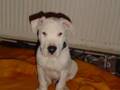 le petit kiss cool (dogo, dogue argentin)