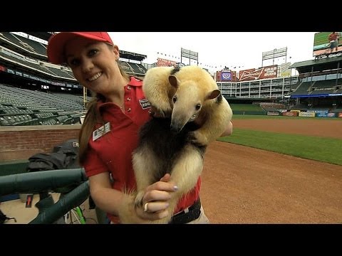Video: SEA@TEX: Mariners booth has fun with Wildlife Day