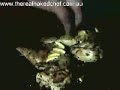 how to cook spatchcock how to cook spatchcock