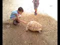 une tortue geante