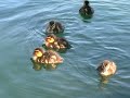 Baby Ducks Baby Ducks