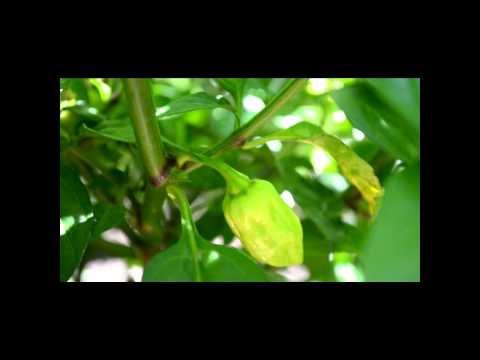 how to grow a lemon tree in nc