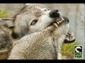 Wolf Park Purdue Video