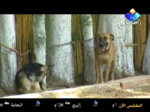 مركز تدريب كلاب الحراسة شاهد و استمتع
