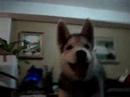 rex