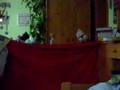 Harry Potter ala Susi