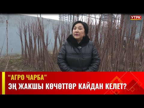 Эң жакшы көчөттөр кайдан келет? | АГРО ЧАРБА
