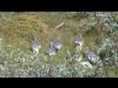 Greenland-Ptarmigan Greenland-Ptarmigan