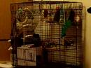 Green Cheek Conure - talking & playing