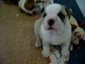 Diesel Cam Attack (English Bulldog)