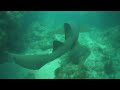 Nurse-Shark