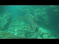 Nurse-Shark