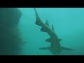 Nurse-Shark