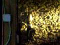 videos de Drunk Girl climbs wall