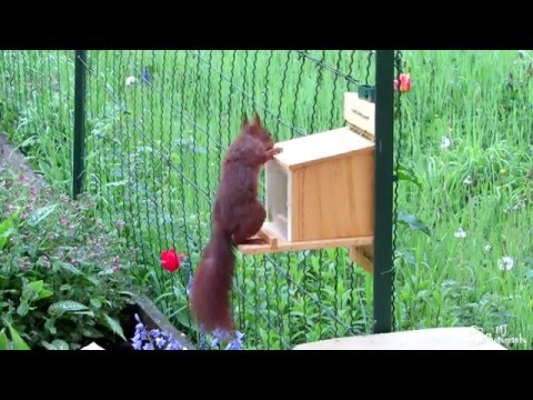 Eichhörnchen öffnet Futterhaus